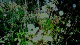 �n���W�I��