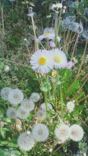 �n���W�I���ƃ^���|�|