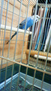 �䂪�Ƃɗ���