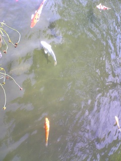 ����ɋ�̌����̂킩��܂��H