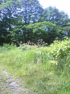 �������������łĂ�