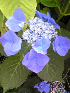 �т����肷��قǑN�₩����