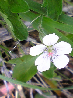 �䂫����c�b(��