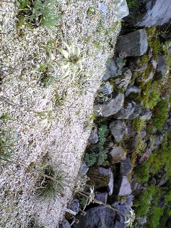 �G�[�f�����C�X