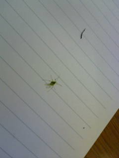 �Ԃꂿ�����